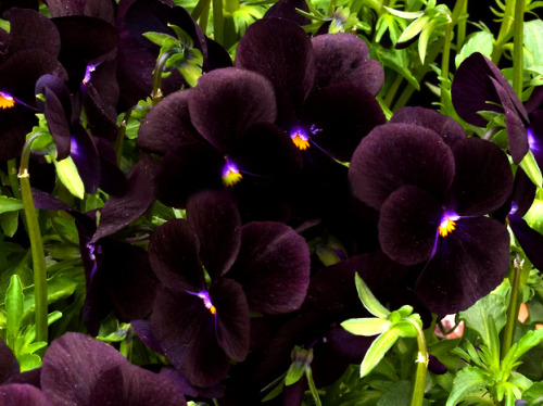 Porn Pics serenepristine:  BLACK/DARK FLOWERS for all