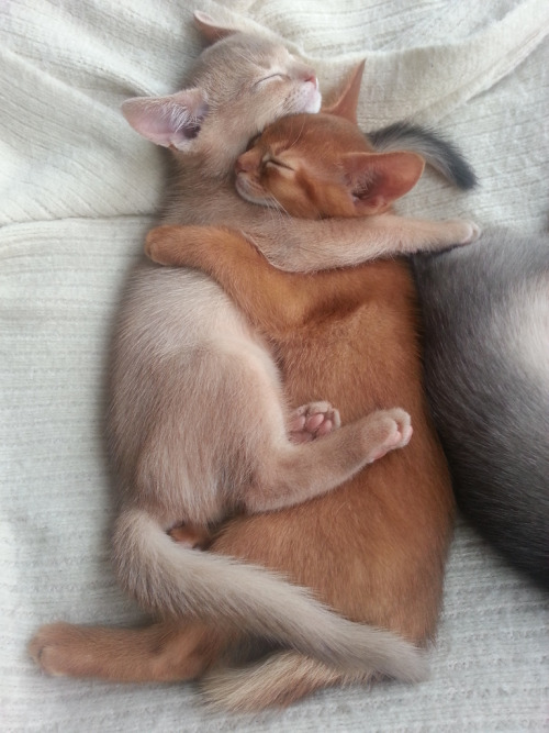 hannahlovesines:552:mostlycatsmostly:Benji und Beniko(by ziprina)@124@kantn