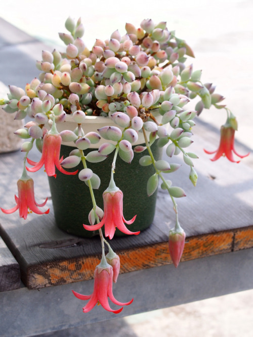 Pinterest , Cotyledon pendens aff475d6b30f8094a093f4f9f1f1af05Source tinamotta.tumblr.com
