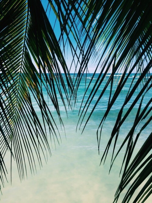 vibe tropical🌴
