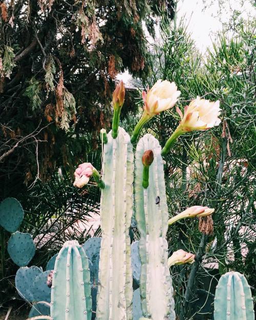 sfgirlbybay:  my fondness for the california cacti doesn’t seem to be diminishing. #lookslikegumbyfeelslikepokey 🌵 (at Elysian Park, Wildflower Trail) 