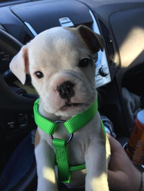 Puppies to the Rescue!