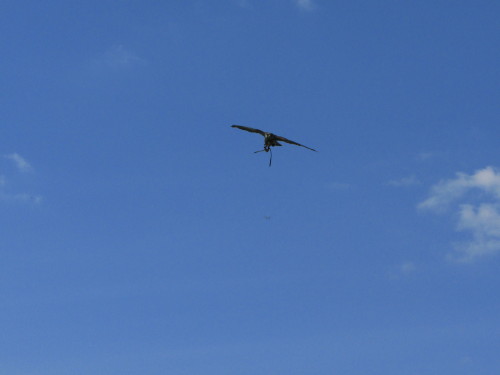 Not great photos, but this is Treacle the male common kestrel catching bits of meat in mid air to en