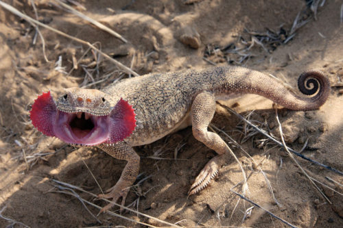 mychestpainwantsacigarette:Toad Headed Agama. What a fascinating little creature.