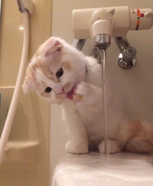 chouboy:  give him water ! 