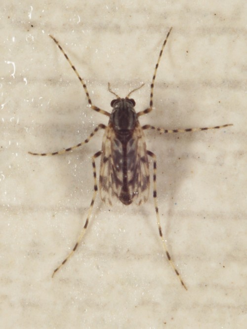 Ablabesmyia sp.