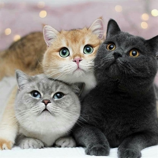 cat-lover-1001:Most adorable family 😍😘