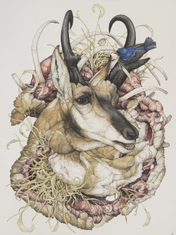 laurenmarx:  I completely forgot to add my last few drawings from the show.“Antilocapra americana”, 2015, Ball point pen, Ink pencils, Acrylic ink, Marker, Colored pencil, Graphite, and Gel pen on Hot-Pressed Watercolor Paper, 18 ¼ x 24in.Ū,200