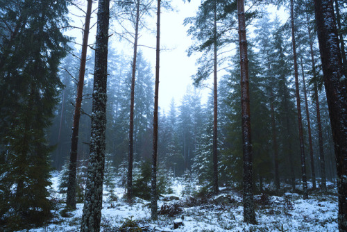 windandpines: ➳ These scenes are from the very first day of January, but I am glad today happened. T