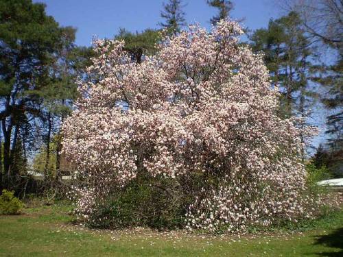 Huge magnolia trees.