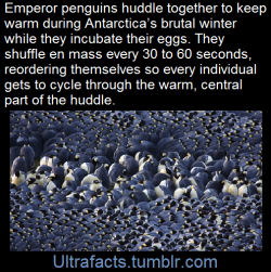 ultrafacts:  The trick with these groups is to get the packing just right. If the penguins are too loosely arranged, they won’t stay warm enough, but if they’re too tightly jammed together, they can’t rearrange themselves, and animals on the edge