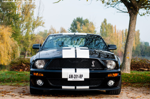 JUST THE COOLEST MUSTANGS