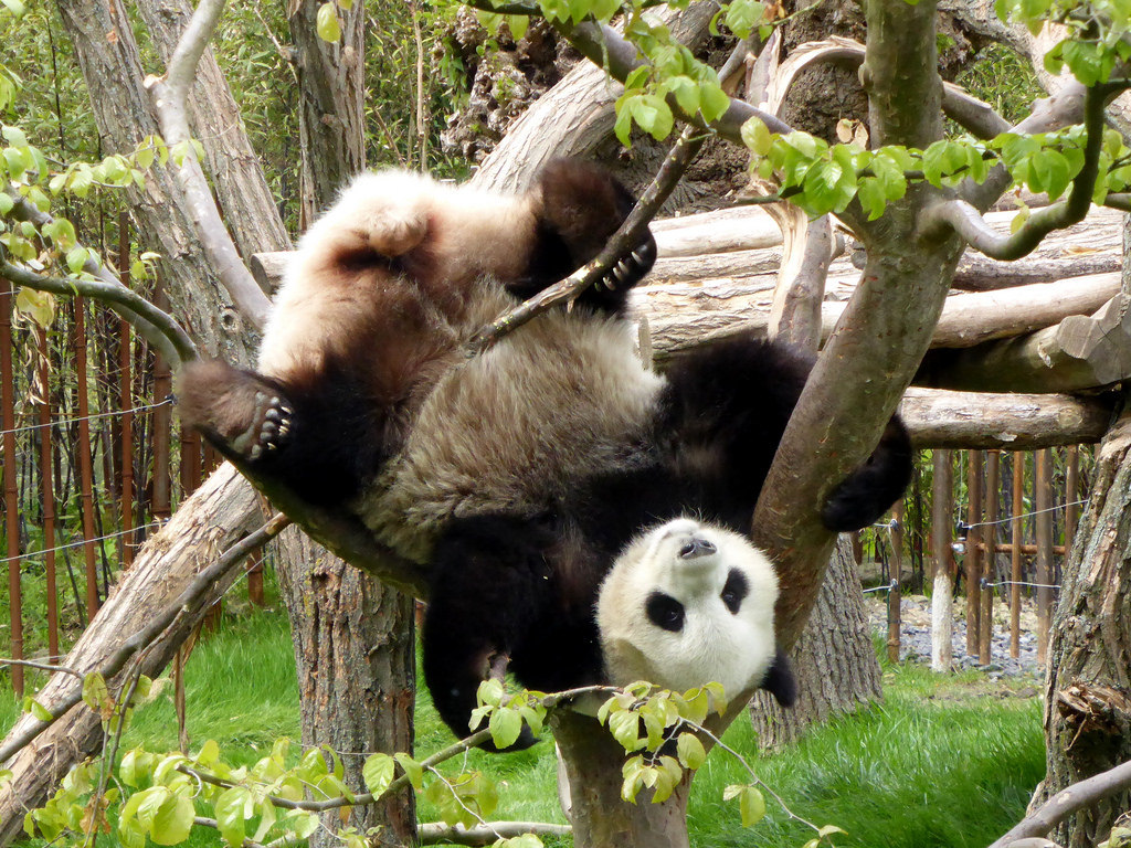 giantpandaphotos:  Hao Hao at Pairi Daiza in Belgium on May 3, 2014. © Zoo Fan