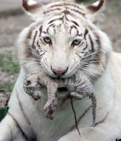 soulwithheart:  White tiger and cub