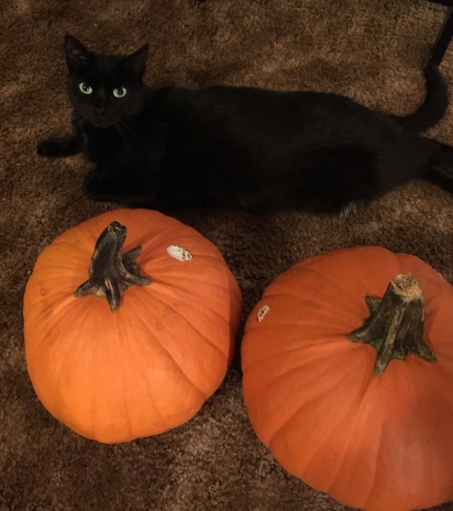 Salem posing with her pumpkins :)(submitted by @queenofthebrokenhearts)