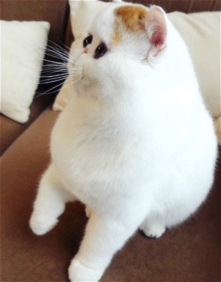 fuckyeahchinesefashion:Hong Xiaopang(红小胖), literally red-little-chubby, also known as the Snoopy cat in English, lives a happy life in Chengdu, China.