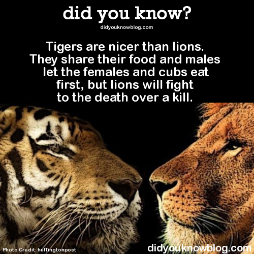 did-you-kno:  Tigers are nicer than lions. They share their food and males let the