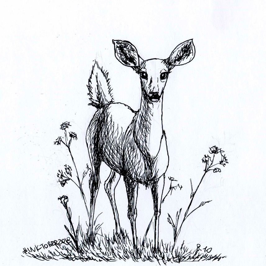 Deer Drawing  Drawing Skill