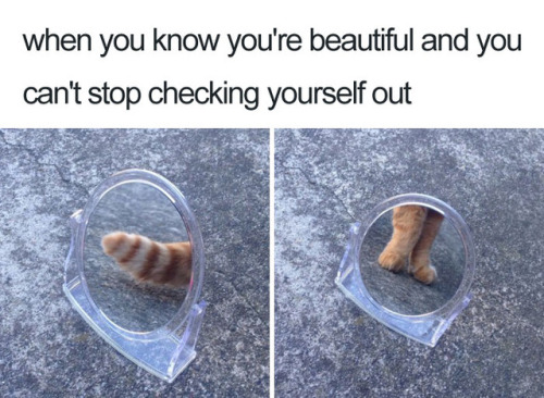 cattycatputtydees: epikurious:  sixpenceee: Wholesome meme trend. You can check out my wholesome tag