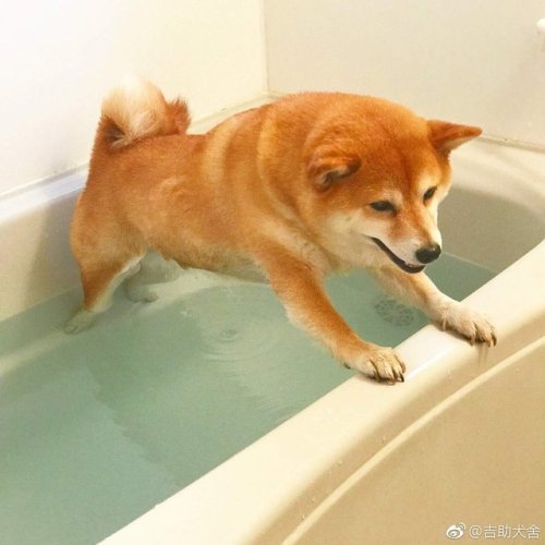 https://good-dog-girls.tumblr.com/post/162317524043