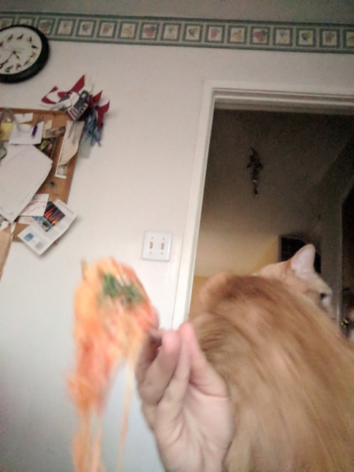 me trying to eat my lasagna vs the clingiest cat in the world