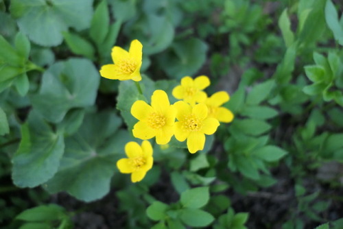 Caltha palustris — marsh marigold a.k.a. kingcup