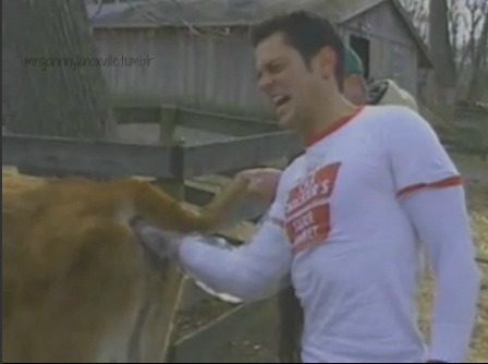 mrsjohnnyknoxville:putting your arm in a cow’s anus. another day in the life of johnny knoxville.