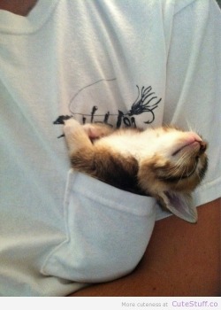 cute-overload:  The Perfect Kitten Holderhttp://cute-overload.tumblr.com