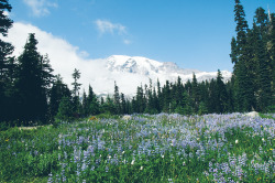 expressions-of-nature:  by Light DetailMt. Rainier National Park, WA