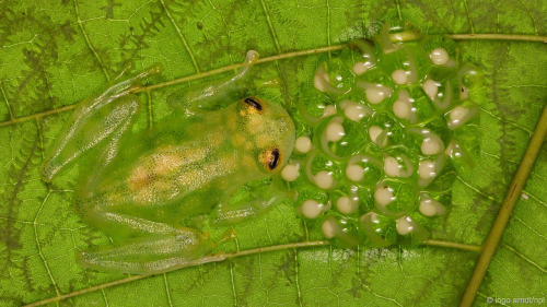 mindblowingscience: Ten animals that have evolved transparent bodiesBy Ella DaviesFrom glass frogs t