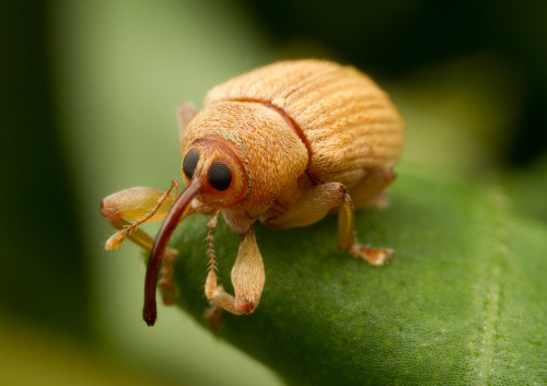 b33tl3b0y:i couldn’t help it.. tears welled up in my eyes when i saw my acorn weevil son. he is so p