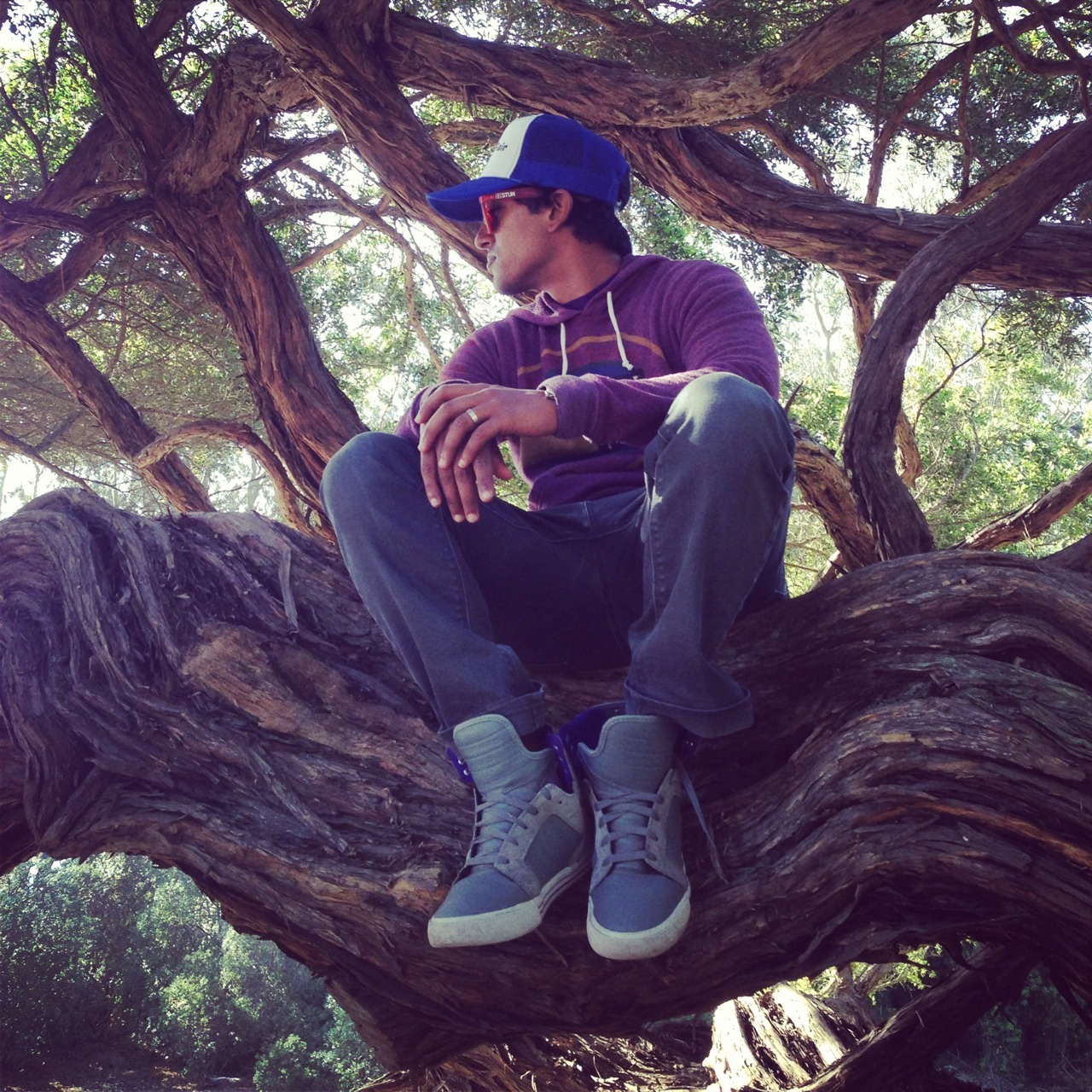 Tree sitting in Golden Gate park.