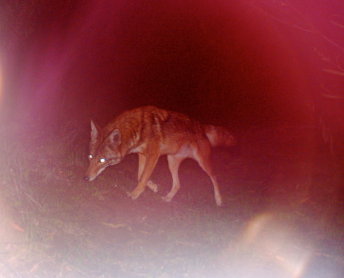 griffithparktrailcam:Nighttime Coyote - Griffith Park