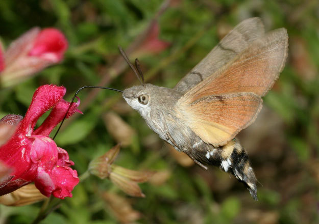 sixpenceee:  The following are Hummingbird hawk-moths. They beat their wings at such