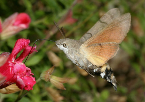 sixpenceee:  The following are Hummingbird hawk-moths. They beat their wings at such speed they emit an audible hum. Their name is further derived from their similar feeding patterns to hummingbirds. They’re found in Britain all summer long, especially