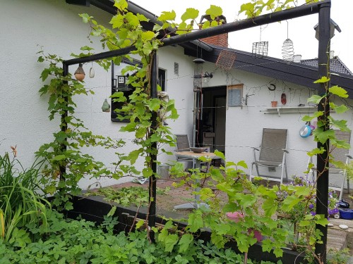 biodiverseed:The harvest is bountiful on the grape wall this year. I was told to prune the fruiting 