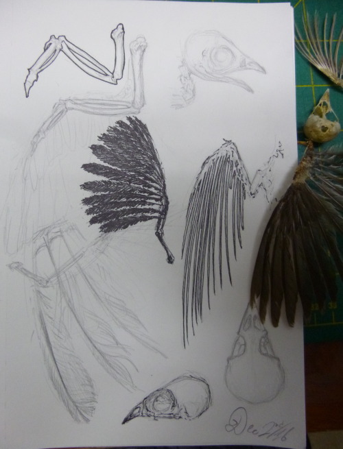 vincents-crows:Decembird day 2- sketch studiesA bit late since I’m posting this after midnight, but 