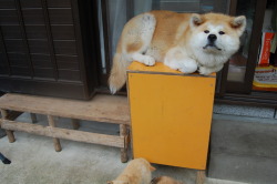 corgisandboobs:  “Up here I am free from puppy nonsense.”