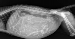 sixpenceee:  X-ray image of a pregnant cat