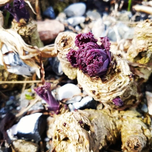 Sea Kale (Crambe maritima), a fine example of a halophyte.