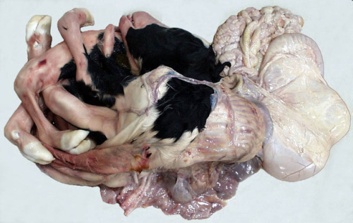 rawspecimen:Schistosomus Reflexus
