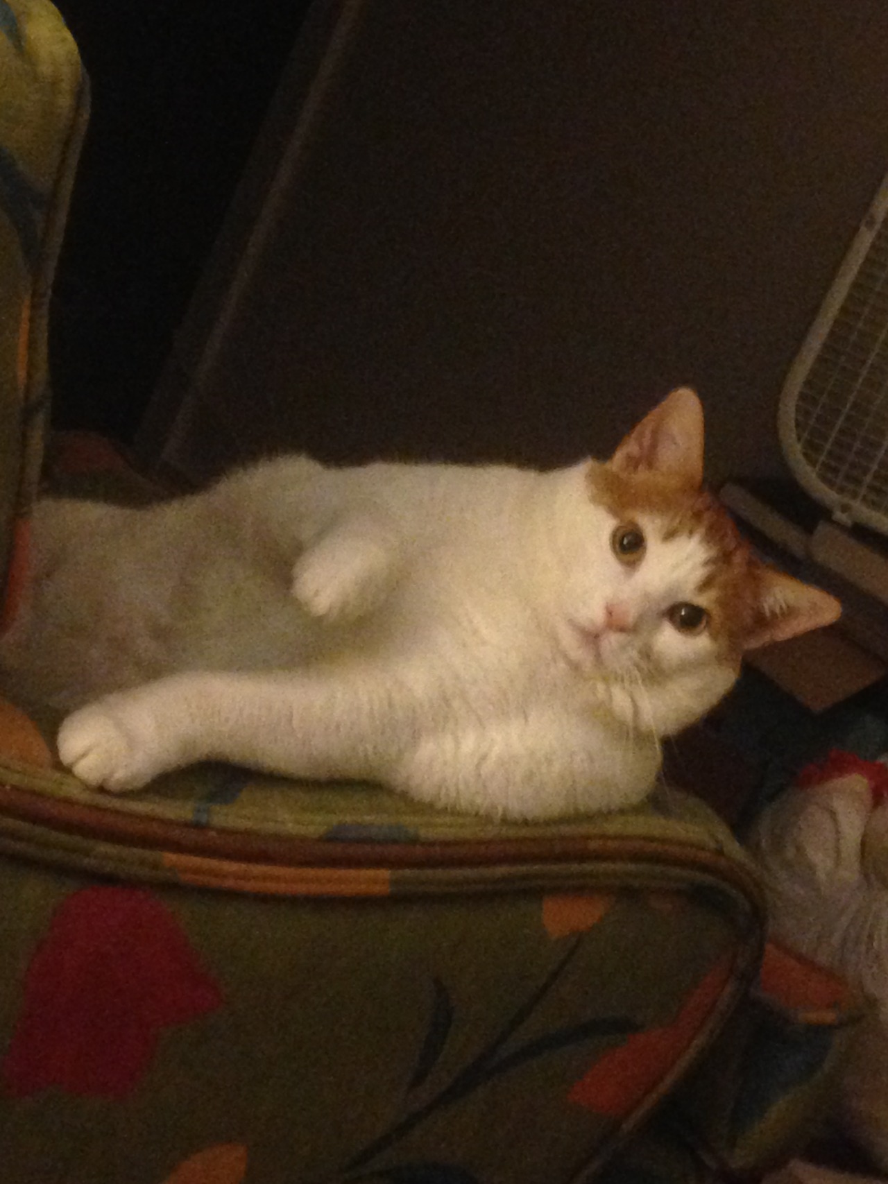 feedmerightmeow:  decadence 