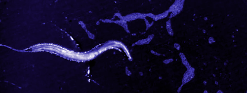 ucresearch:   Scientists control brain cells with ultrasound It may sound like science fiction, but researchers at the Salk Institute and UC San Diego may have found a way to control the billions of neurons in our brain using ultrasound.  Through this