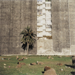 grupaok:  Yto Barrada, Vacant Lot, 2001