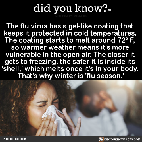 did-you-kno:  The flu virus has a gel-like coating that  keeps it protected in cold