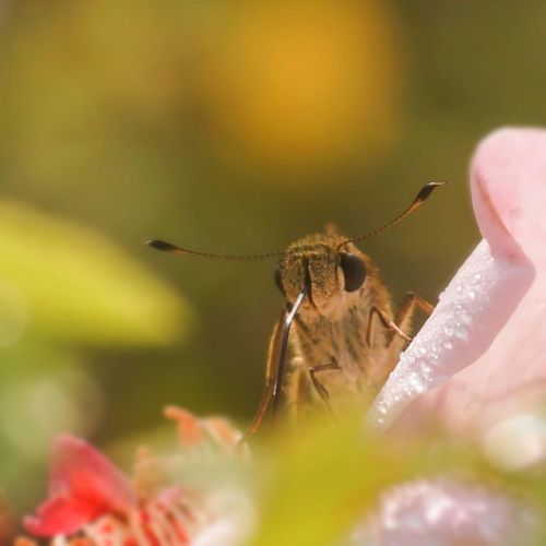 Butterfly#pp_butterfly #butterfly #butterflies #butterflies #butterfliesofinstagram #butterfly_hdr