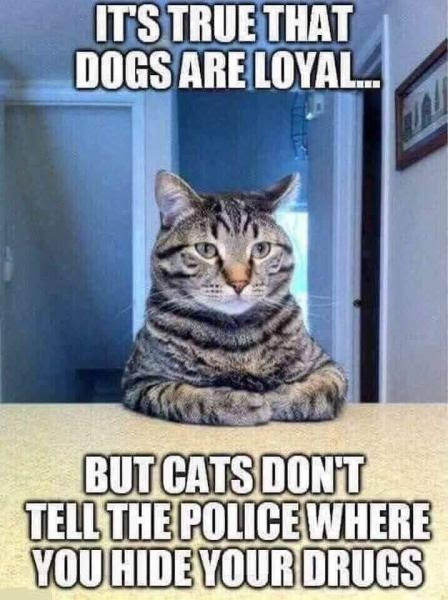 Bad Kitty