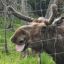 deardeerdearest