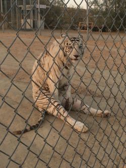 blazepress:  This Tiger is probably having an existential crisis.