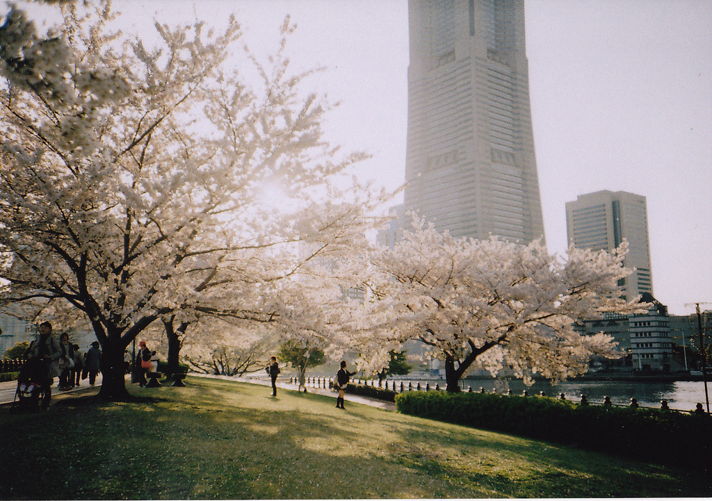 englishsnow:   risaikeda 